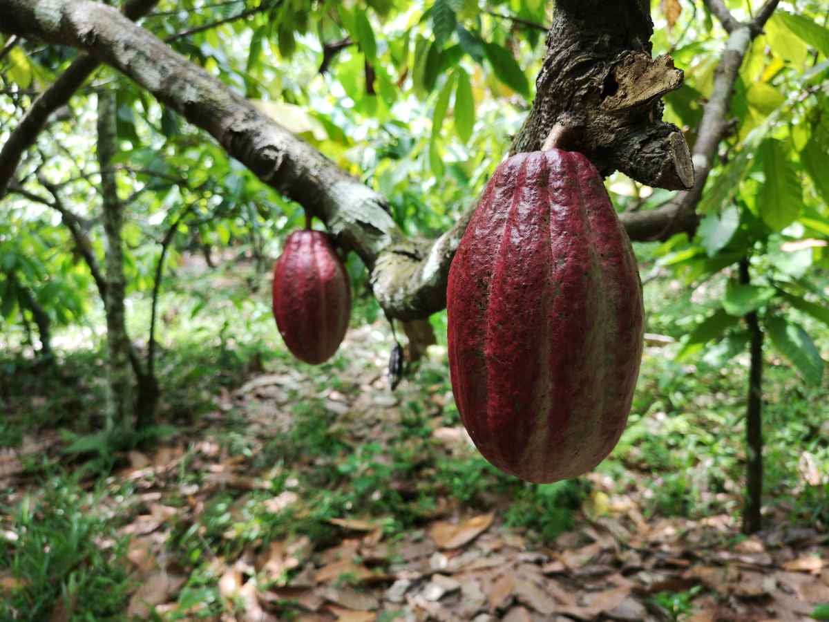 Plantação de cacau