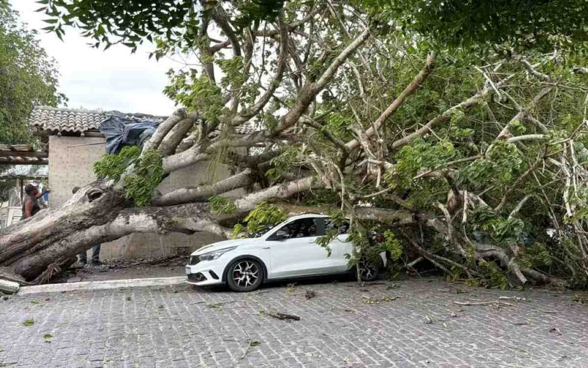 Quatro veículos e um quiosque são danificados após queda de árvore centenária na Bahia