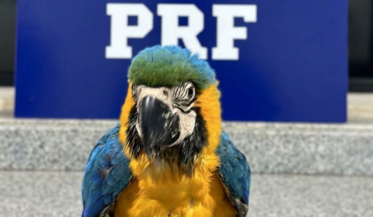 arara resgatada