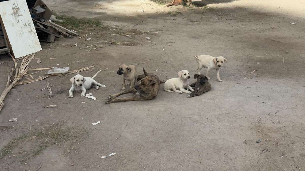 cachorros abandonados
