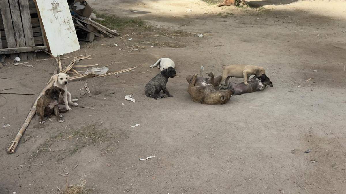 cachorros abandonados