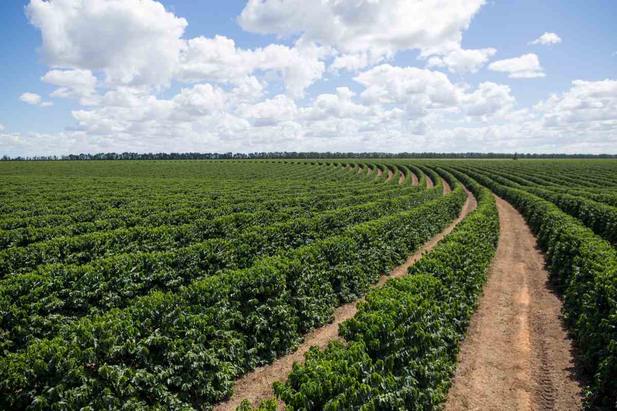 Bahia mantém força na produção de café, mas safra deve cair em 2026