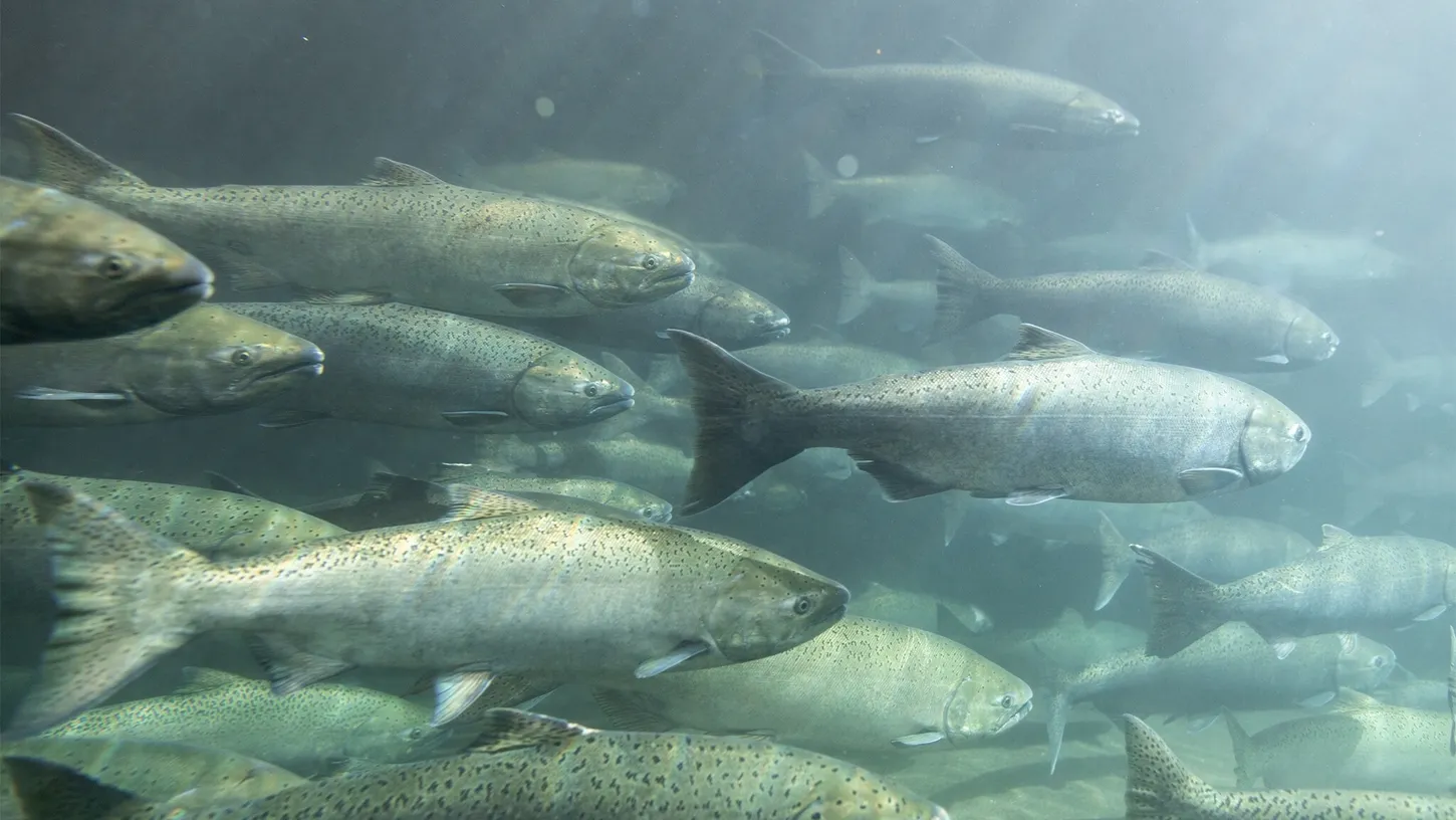 Remoção de barragem devolve habitat aos salmões