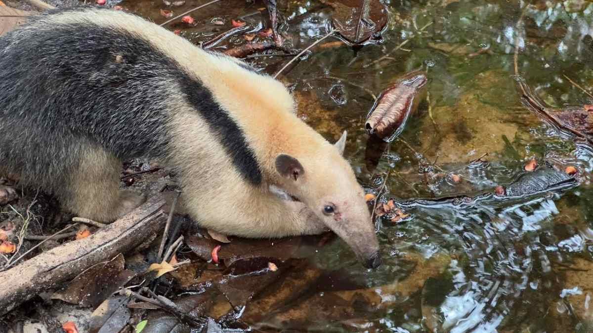 Ouriço-preto e outros 41 animais silvestres ameaçados de extinção reintegrados à natureza em reserva na Bahia
