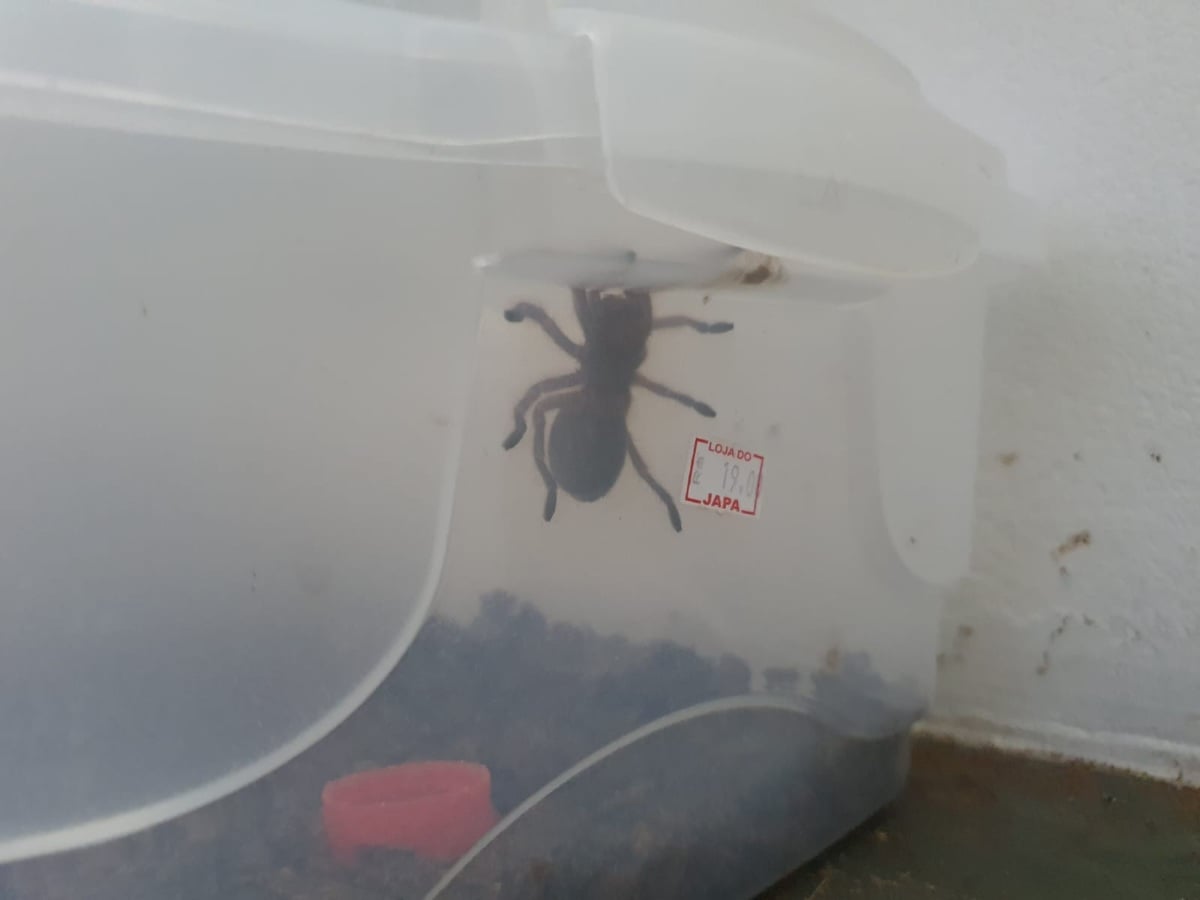 tarantula