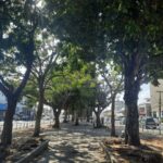 Arvores-arborismo-canteiro-da-getulio-vargas-ft-Ney-silva-do-acorda-cidade-1