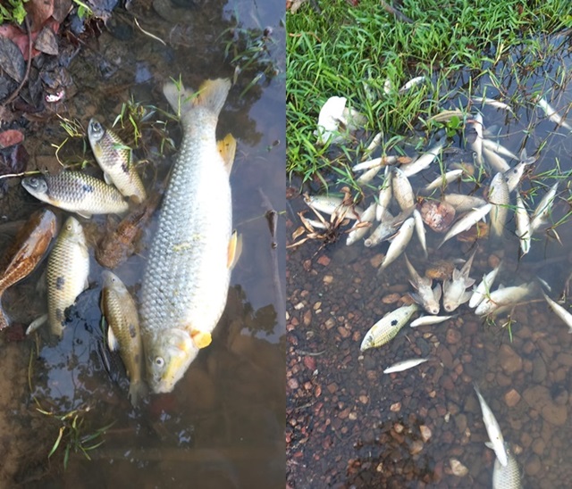 peixesmortosriosaofrancisco-foto-leitor-Rede-GN