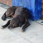 Animais-abandonados-no-Jomafa-ft-Ed-Santos-Acorda-Cidade2-640x350-1