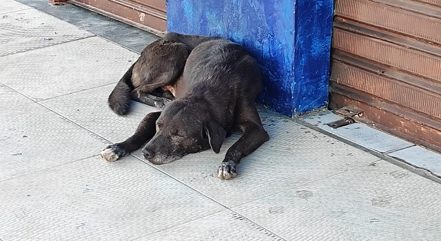 Animais-abandonados-no-Jomafa-ft-Ed-Santos-Acorda-Cidade2-640x350-1