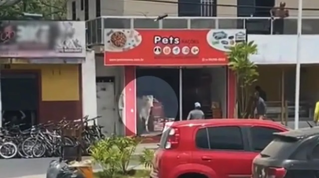 boi-invade-petshop-em-Amargosa