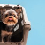 cachorro-pet-animais-freepik