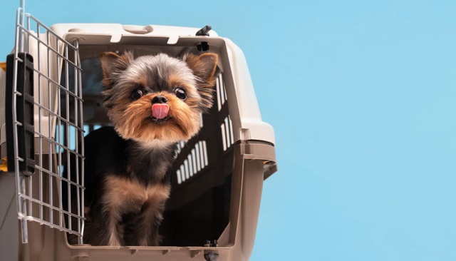 cachorro-pet-animais-freepik