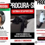 card-capa-animais-desaparecidos-foto-enviada-pelo-whatsapp