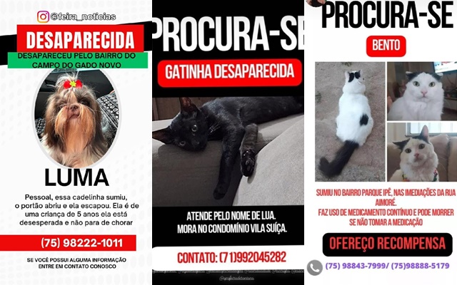 card-capa-animais-desaparecidos-foto-enviada-pelo-whatsapp