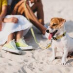 casal-jovem-elegante-e-hippie-apaixonado-andando-e-brincando-com-um-cachorro-em-uma-praia-tropical