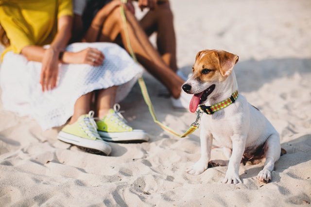 casal-jovem-elegante-e-hippie-apaixonado-andando-e-brincando-com-um-cachorro-em-uma-praia-tropical