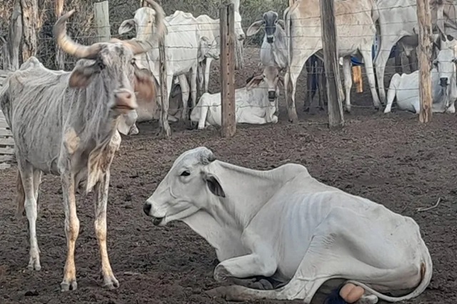 gado-bois-estiagem-seca-FtLay-AmorimAchei-Sudoeste
