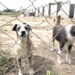 gato-cachorro-animais-do-centro-de-zoonoses