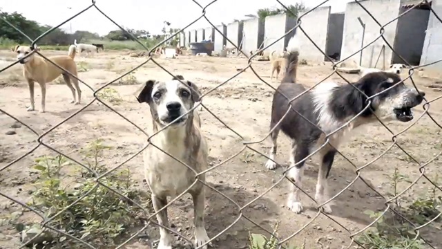 gato-cachorro-animais-do-centro-de-zoonoses