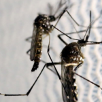 mosquitos_aedes_aegypti_dengueedit-640x350-1