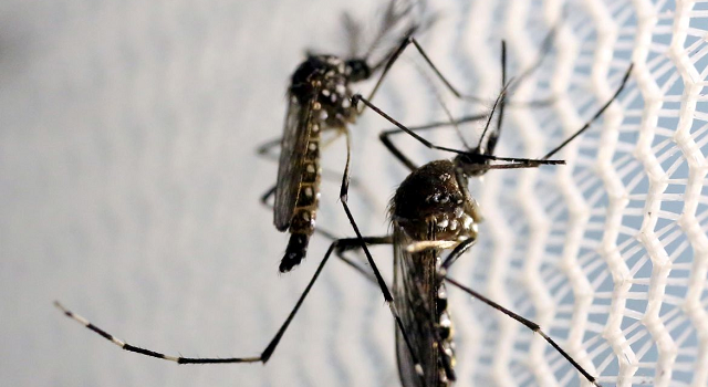 mosquitos_aedes_aegypti_dengueedit-640x350-1
