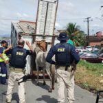 operacao-rodovida-recolhimento-de-animais-ft-operacao-rodovida6