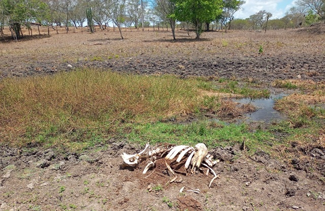 seca-na-zona-rural-de-feira-de-santana-ft-STR1-1