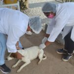 vacinacao-de-animais-vacina-antirrabica-ft-Thiago-Paixao