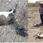 Ataque-ao-rebanho-de-caprinos-em-Itiuba-Foto-Redes-Sociais-300x185-1