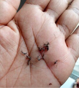 Flagrantes-dengue3-269x300-1