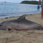 Golfinho-e-encontrado-morto-em-Salvador-Foto-Divulgacao-Coppa-300x240-1