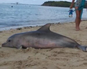 Golfinho-e-encontrado-morto-em-Salvador-Foto-Divulgacao-Coppa-300x240-1