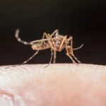 Malaria-e-transmitida-pela-picada-da-femea-do-mosquito-Anopheles-Foto-Reproducao