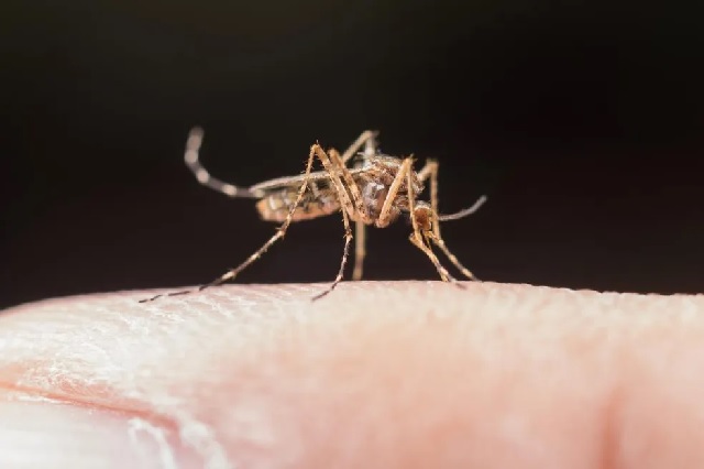 Malaria-e-transmitida-pela-picada-da-femea-do-mosquito-Anopheles-Foto-Reproducao
