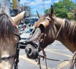 Manifestacao-de-carroceiros-Foto-Paulo-Jose-Acorda-Cidade.jpg8_-300x135-1