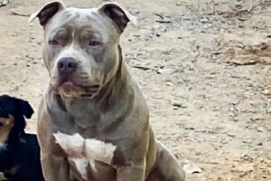 Pitbull-que-salvou-criancas-de-cobra-Foto-WhatsApp-Achei-Sudoeste-300x200-1