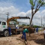 Replatio-de-Arvores-na-Noide-Cerqueira-foto-Jorge-Magalhaes-4-300x200-1