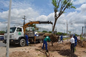 Replatio-de-Arvores-na-Noide-Cerqueira-foto-Jorge-Magalhaes-4-300x200-1