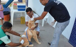 VACINA__O-DE-C_ES-E-GATOS-FOTO-VALDENIR-LIMA-vacinacao-antirrabica-300x188-1