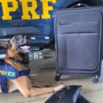 cao-farejador-da-prf-bahia-k9-Kaleu-300x252-1