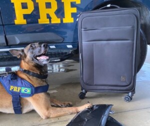 cao-farejador-da-prf-bahia-k9-Kaleu-300x252-1