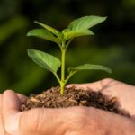 muda-planta-freepik