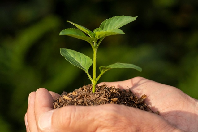 muda-planta-freepik