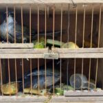 passaros-silvestres-crime-ambiental-gaiola-cativeiro-ft-prf