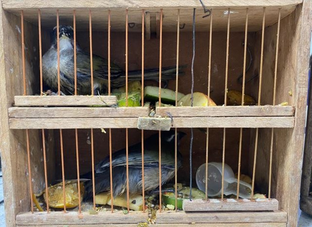 passaros-silvestres-crime-ambiental-gaiola-cativeiro-ft-prf