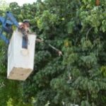 poda-de-arvores-ft-secom-pmfs-300x151-1