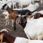 producao-de-caprinos-ovelhas-freepik
