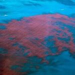 PE-tem-novos-casos-suspeitos-de-intoxicacao-pela-mare-vermelha-Foto-Cetesb-Divulgacao-300x179-1