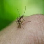 dengue-foto-Creative-Solutionist-por-Pixabay-300x198-1