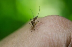 dengue-foto-Creative-Solutionist-por-Pixabay-300x198-1